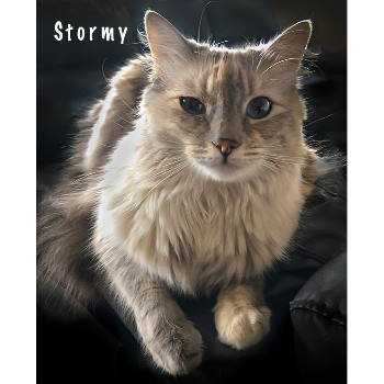 Stormy (and Sterling)