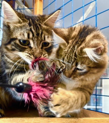 Reginald (and Sweetie Pie)