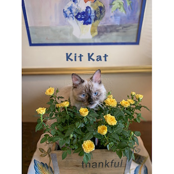 KitKat